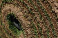 Fineturf Photos