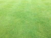 Fineturf Photos