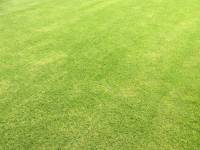 Fineturf Photos
