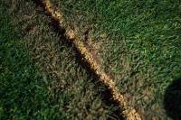 Fineturf Photos