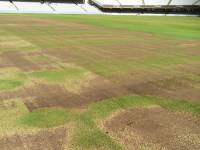 Fineturf Photos